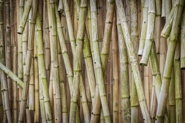Bambus w zoo — Zdjęcie stockowe