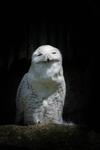 Búho nevado en el zoológico — Foto de Stock