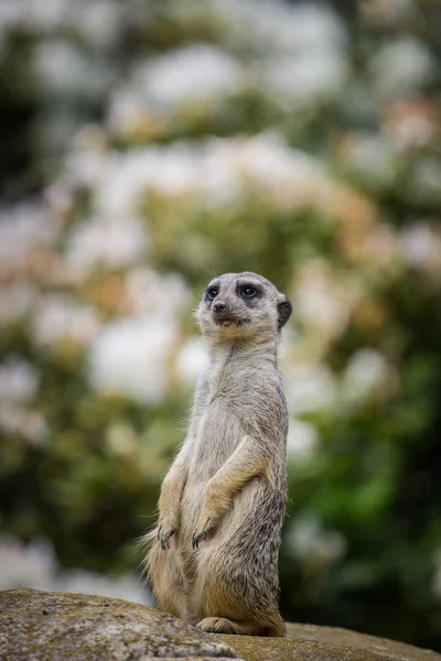 Retrato suricado no zoológico — Fotografia de Stock