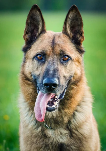 Hund porträtt i gräs — Stockfoto