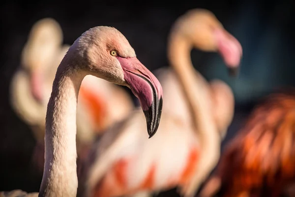 Flamingo portrét v zoo — Stock fotografie