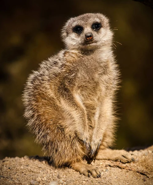 Portrait surikata est ennuyeux pose — Photo