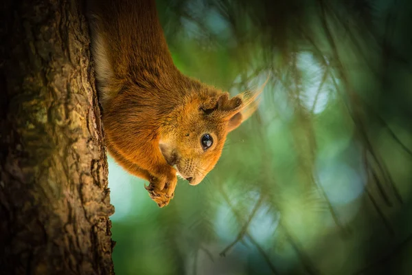 L'écureuil dans la nature — Photo