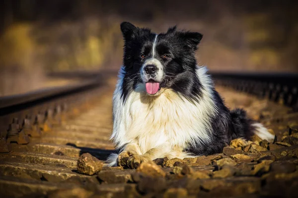 Σύνορα ποιμενικού σκύλου σκύλος — Φωτογραφία Αρχείου