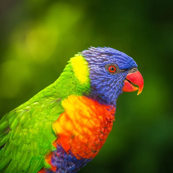 Retrato de LORI lorikeet — Fotografia de Stock