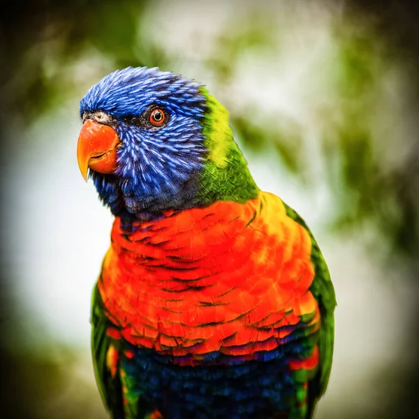 Lori lorikeet är fågel porträtt — Stockfoto