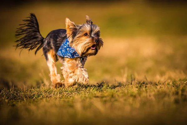 Yorkshire perro en acción — Foto de Stock