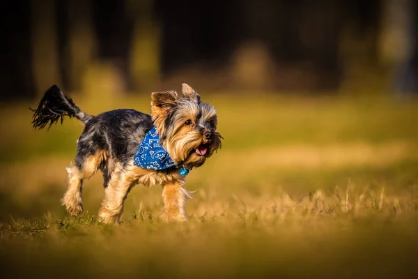 Йоркширський собака в дії — стокове фото