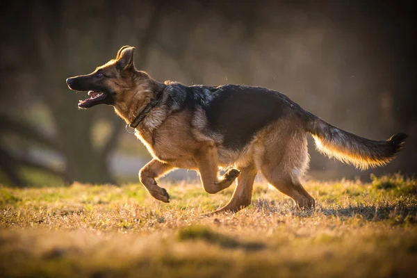 Cane pastore tedesco — Foto Stock