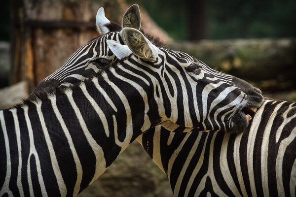 Two portrait zebra in zoo Liberec.