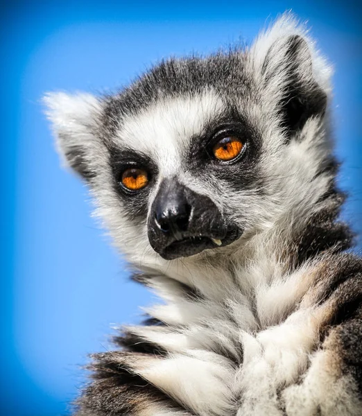 Lemur kata portrét na modré obloze — Stock fotografie