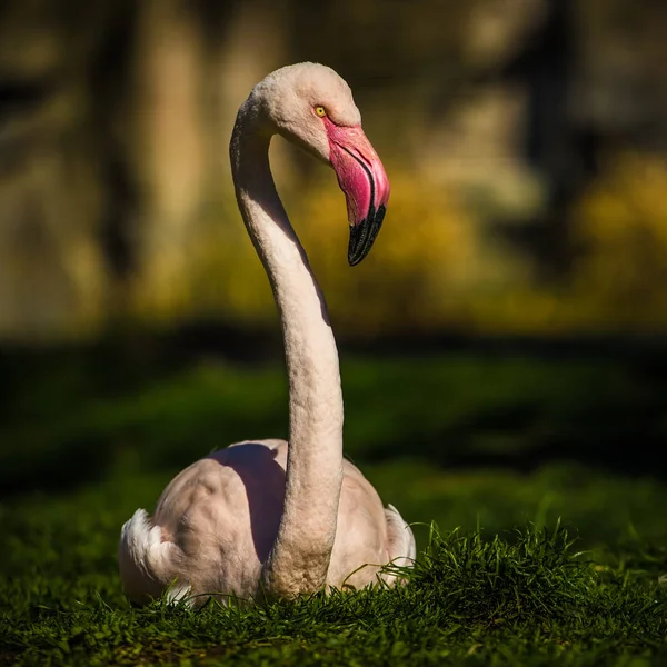 Pinkki flamingo lintu — kuvapankkivalokuva