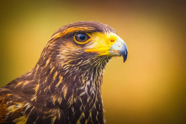 Retrato de pássaro buzzard — Fotografia de Stock