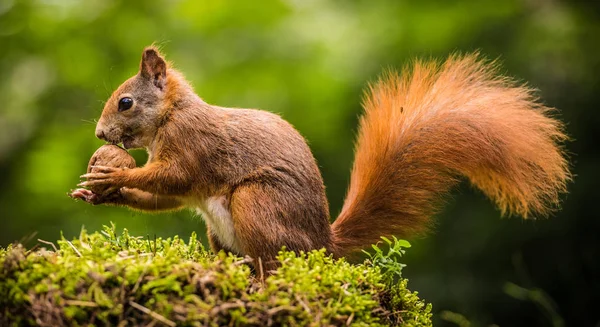 Ardilla en la naturaleza —  Fotos de Stock