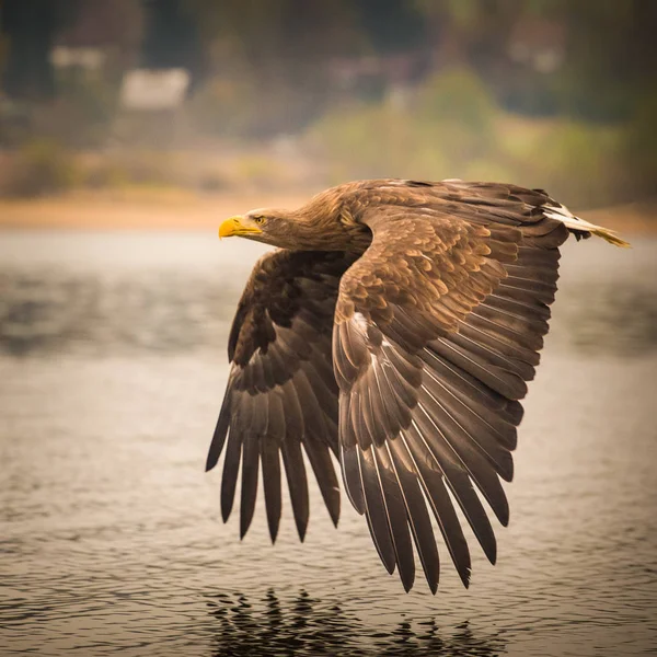 Sea eagle στη μύγα — Φωτογραφία Αρχείου