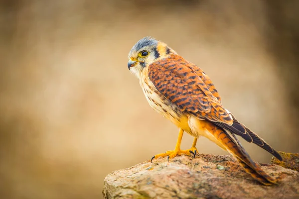 Torenvalk gevarieerd vogel — Stockfoto