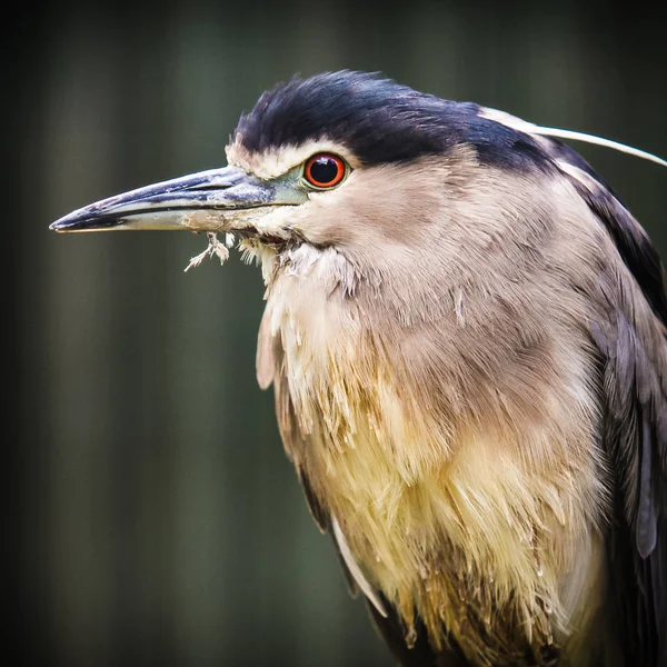 Ritratto dell'aquila orientale nello zoo — Foto Stock