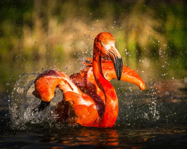 Eylem Pembe Flamingo — Stok fotoğraf