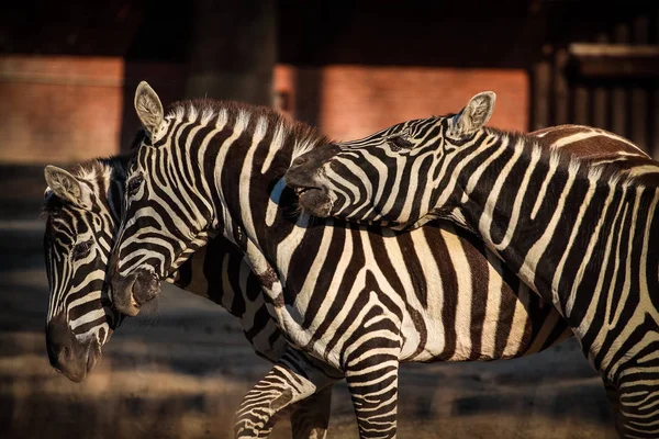 Duas zebras no zoológico — Fotografia de Stock