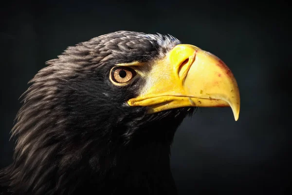 Orel východní portrét v zoo — Stock fotografie