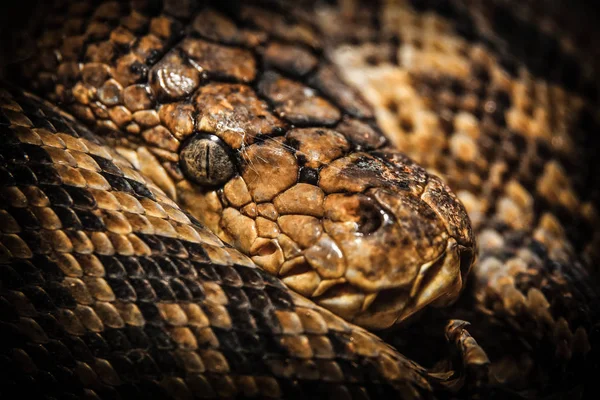 Snake detail portrait — Stock Photo, Image