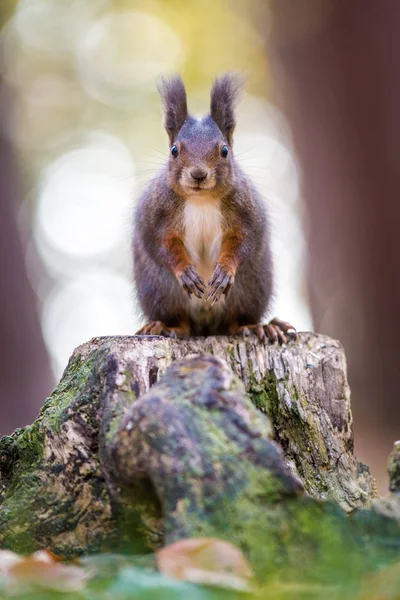 Ekorre Råtta Naturen — Stockfoto