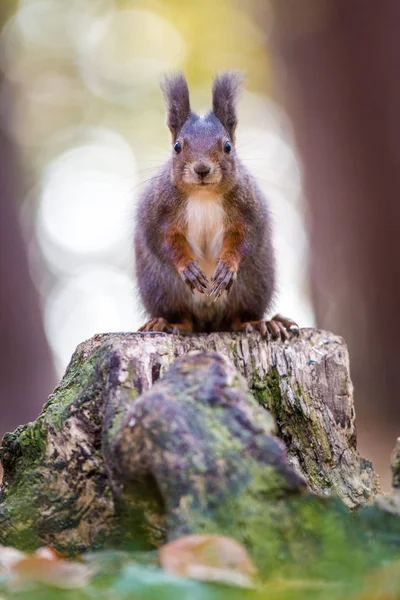 Eichhörnchen Auf Einer Knarre Der Natur — Stockfoto