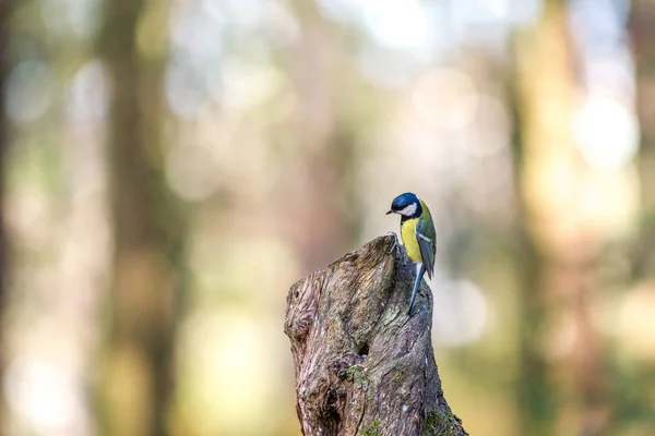 Pták Modrý Přírodě — Stock fotografie