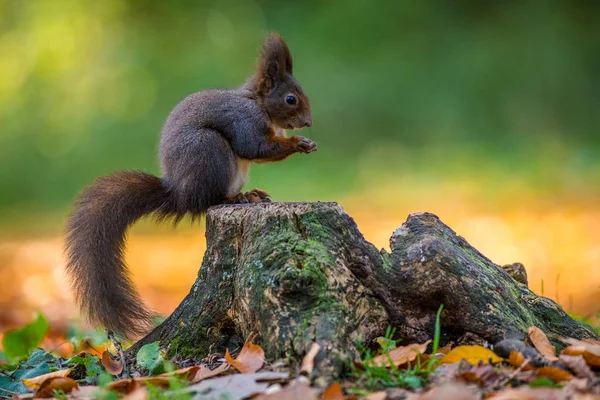Eichhörnchen Auf Einer Knarre Der Natur — Stockfoto