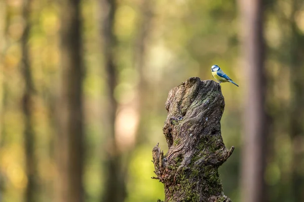 Blue Tit Bird Nature — Φωτογραφία Αρχείου