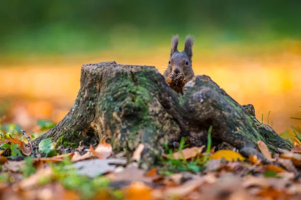 Écureuil Sur Cliquet Dans Nature — Photo