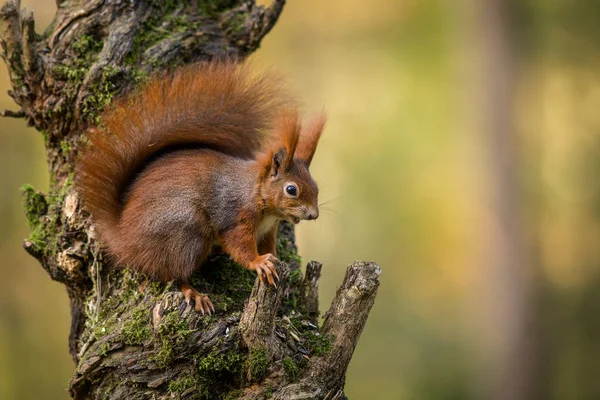 Écureuil Sur Cliquet Dans Nature — Photo