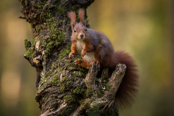 Squirrel Ratchet Nature — стоковое фото
