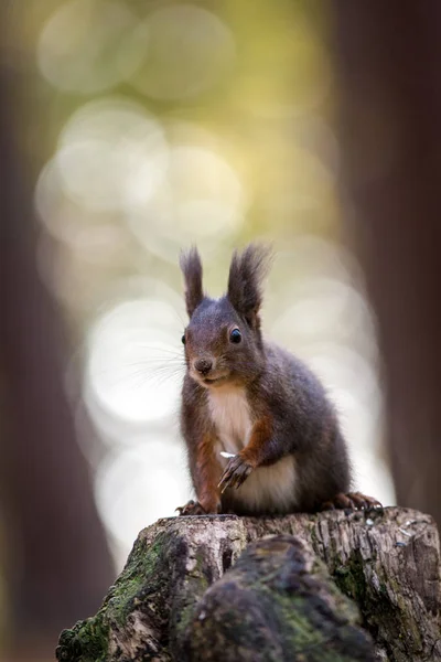 Écureuil Sur Cliquet Dans Nature — Photo