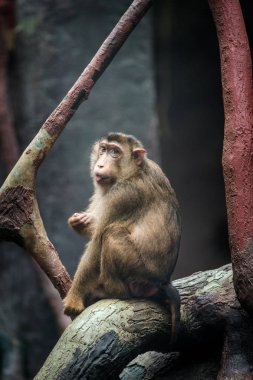 Makak domuz portresi.