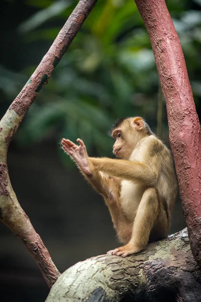 Makakowy Portret Świni Przyrodzie — Zdjęcie stockowe