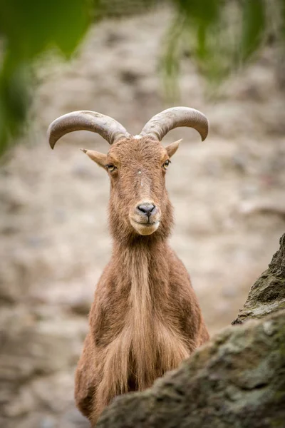 Barbary Retrato Oveja Sobre Roca — Foto de Stock