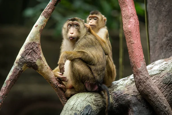 Macaque Pig Portrait Nature — Stock Photo, Image