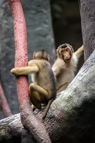 Macaque Pig Portrait Nature — Stock Photo, Image