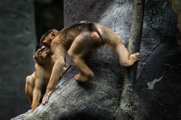 Makaque Prasečí Portrét Přírodě — Stock fotografie