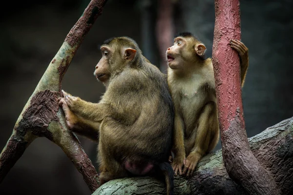 Macaque Pig Portrait Nature — Stock Photo, Image