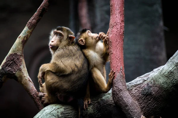 Macaco Maiale Ritratto Natura — Foto Stock