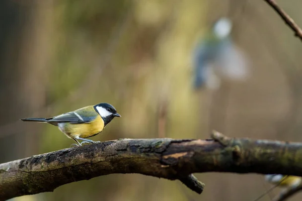 Tit Bird Nature — Stock Photo, Image
