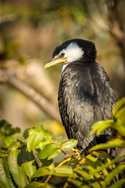 Schwarze Und Weiße Kormorane Der Natur — Stockfoto