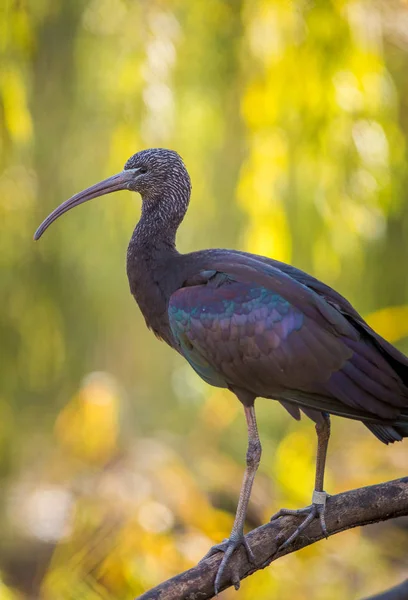 Ibis Πορτρέτο Στη Φύση — Φωτογραφία Αρχείου