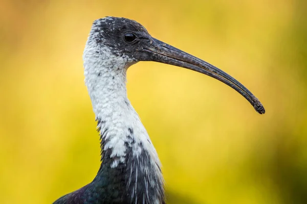 Ibis Portret Natură — Fotografie, imagine de stoc