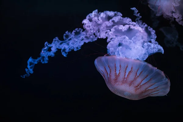 Jellyfish south american sea nettle — Stock Photo, Image