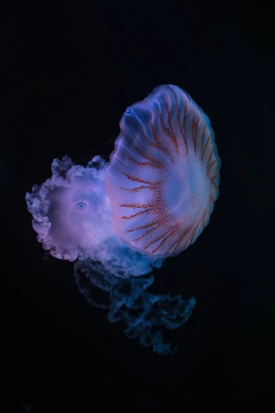 Jellyfish south american sea nettle — 스톡 사진