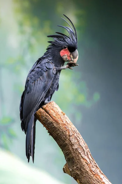 Palm cockatoo on a branch — 스톡 사진