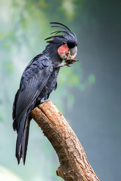 Palm cockatoo on a branch — 스톡 사진
